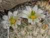 Mammillaria neopalmeri