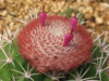 Melocactus neryi