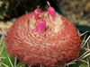 Melocactus neryi