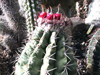 Melocactus neryi