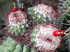 Melocactus neryi