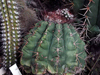 Melocactus neryi