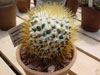 Mammillaria nivosa