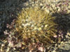 Mammillaria nivosa