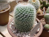 Mammillaria nunezii