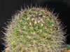 Mammillaria nunezii