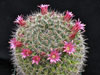 Mammillaria nunezii