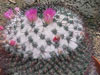 Mammillaria orcuttii