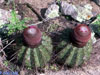 Melocactus oreas