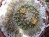 Mammillaria oteroi