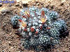 Mammillaria oteroi