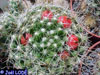 Mammillaria oteroi