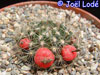 Mammillaria oteroi