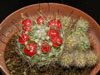 Mammillaria oteroi