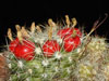 Mammillaria oteroi