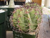 Melocactus pachycanthus