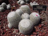 Mammillaria parkinsonii