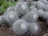 Mammillaria parkinsonii