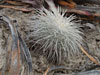 Mammillaria parkinsonii