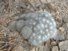 Mammillaria parkinsonii