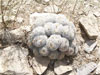 Mammillaria parkinsonii