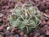 Matucana paucicostata