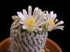 Mammillaria pectinifera