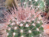 Melocactus intortus