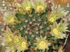 Mammillaria peninsularis