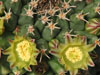 Mammillaria peninsularis