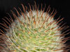 Mammillaria pennispinosa