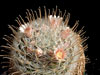 Mammillaria pennispinosa