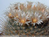 Mammillaria pennispinosa