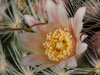 Mammillaria pennispinosa