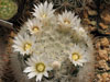 Mammillaria pennispinosa