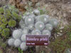 Mammillaria perbella