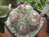 Mammillaria perbella