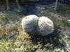 Mammillaria perbella