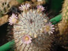 Mammillaria perezdelarosae