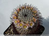 Mammillaria perezdelarosae