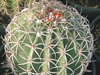 Melocactus peruvianus