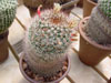 Mammillaria petrophila