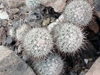 Mammillaria petrophila