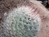 Mammillaria petrophila