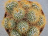 Mammillaria petterssonii