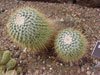 Mammillaria petterssonii