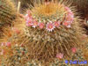 Mammillaria petterssonii