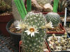 Mammillaria phitauiana