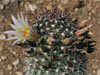 Mammillaria phitauiana