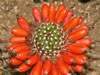 Mammillaria phitauiana